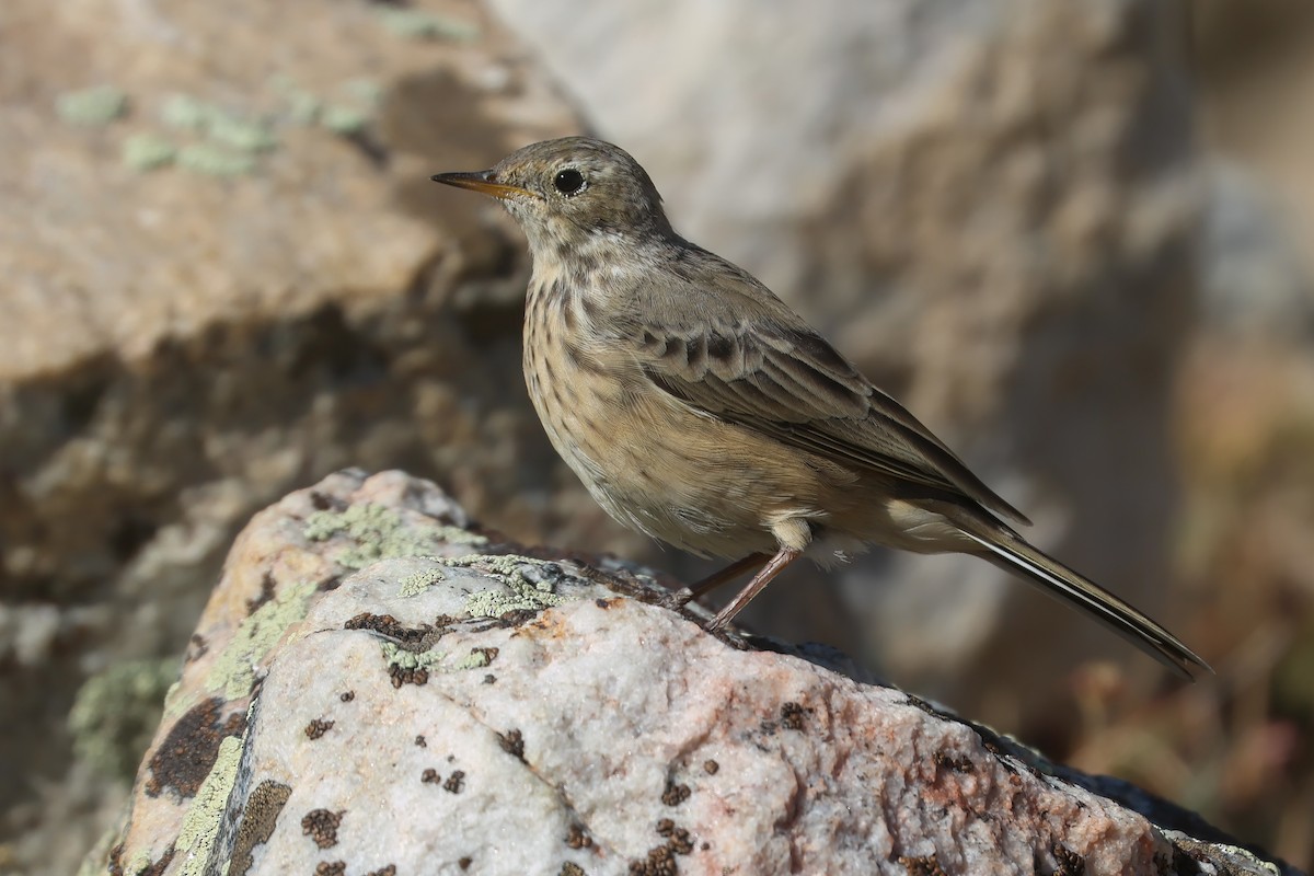 Bisbita Norteamericano - ML648974348