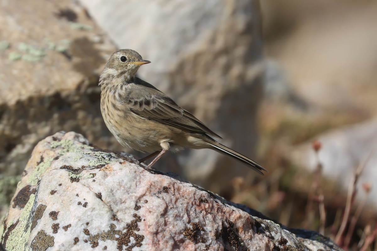 Bisbita Norteamericano - ML648974349