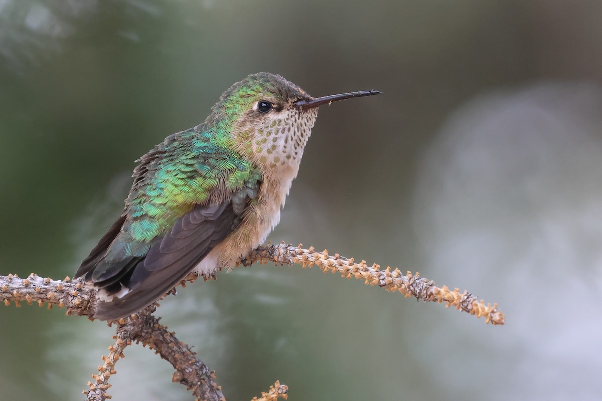 Colibrí Calíope - ML648974366