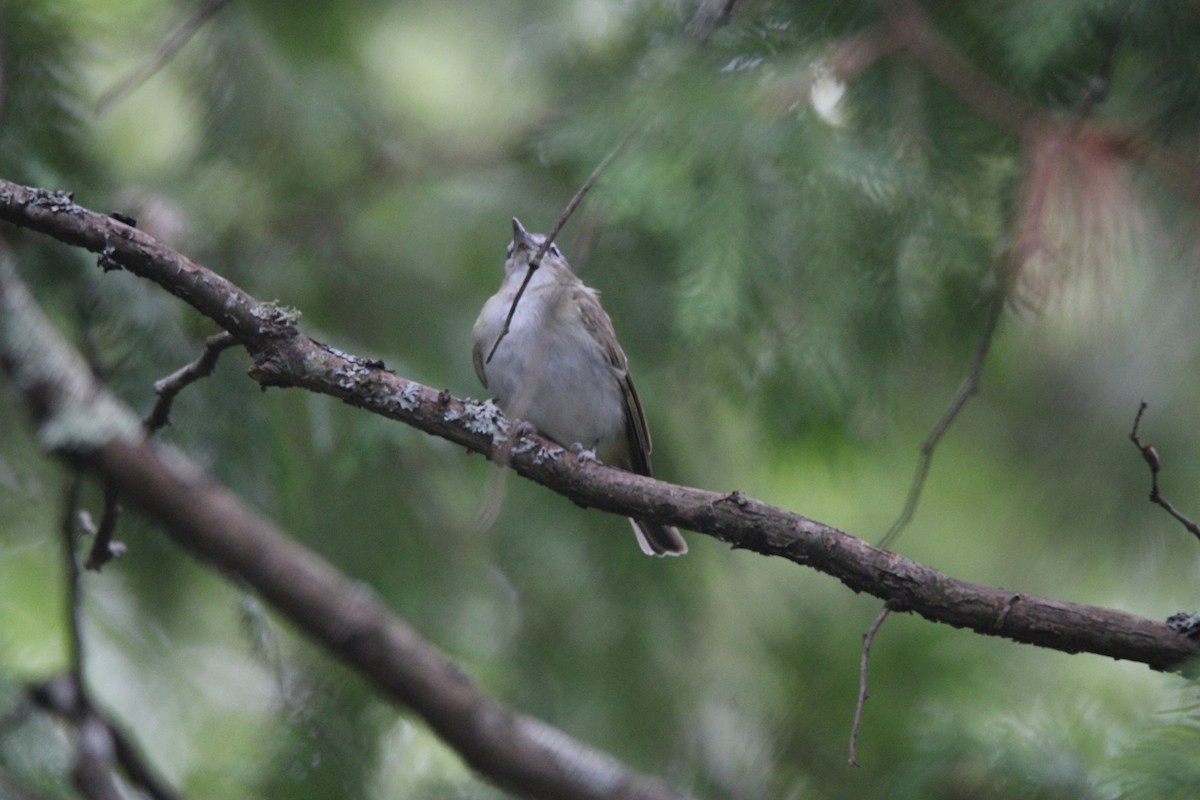 Bireo begigorria - ML648974434