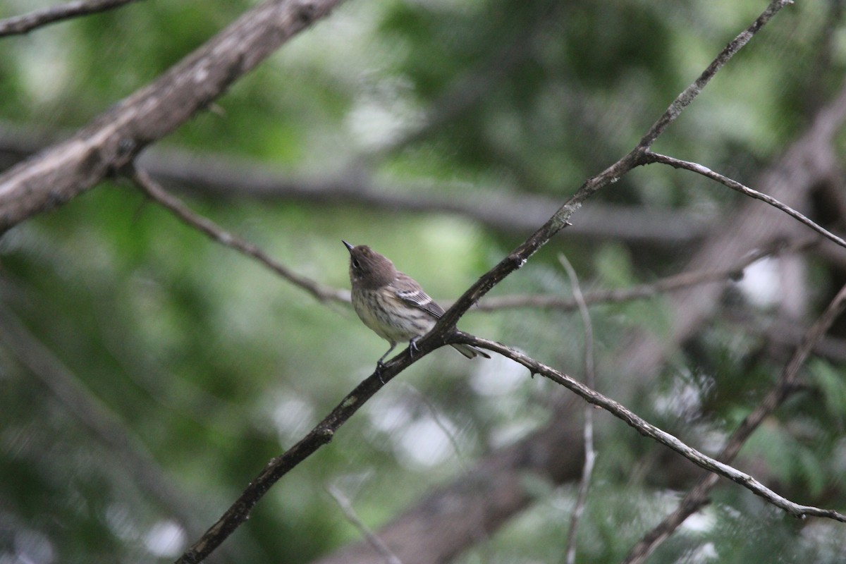 Yellow-rumped Warbler - ML648974445