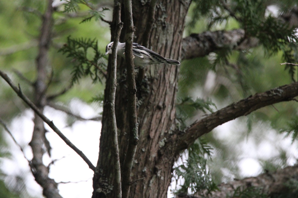 Black-and-white Warbler - ML648974466