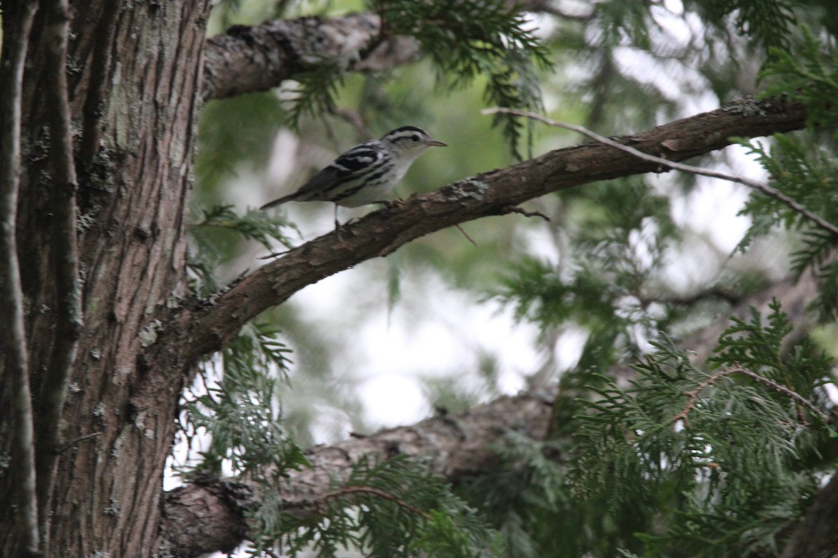 Black-and-white Warbler - ML648974467