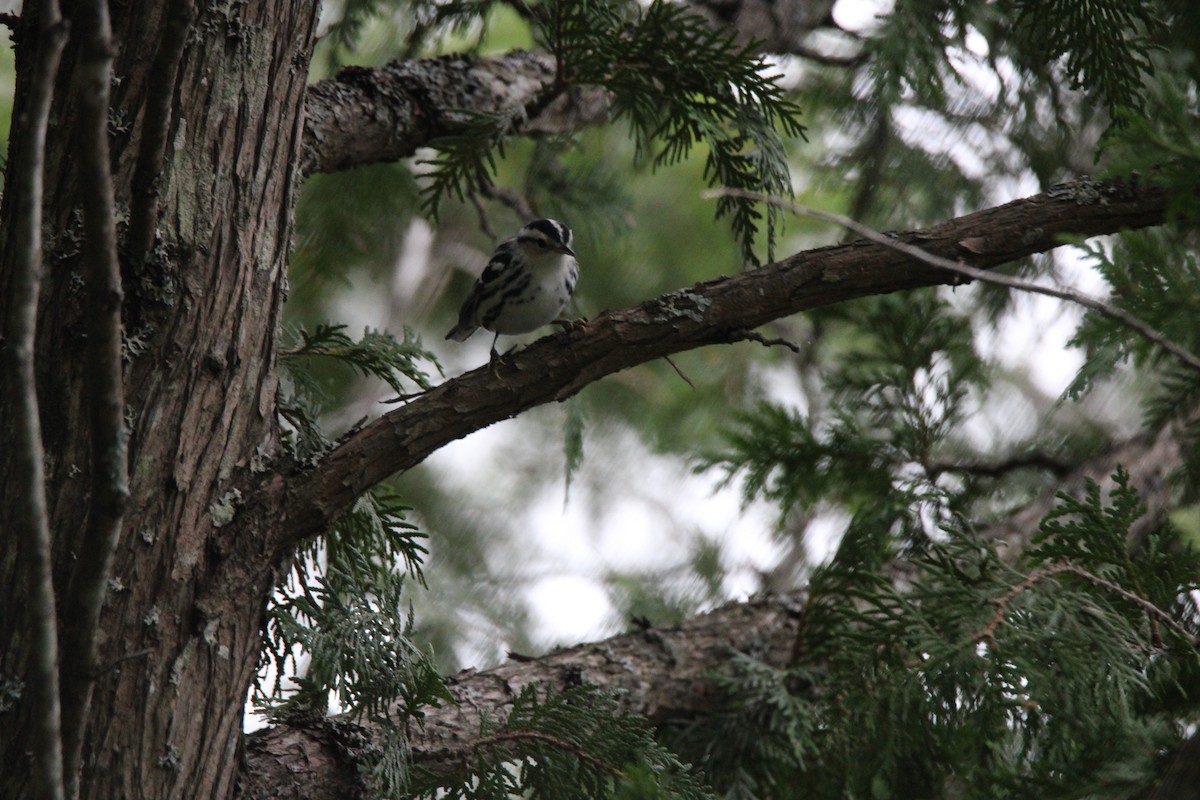 Black-and-white Warbler - ML648974468