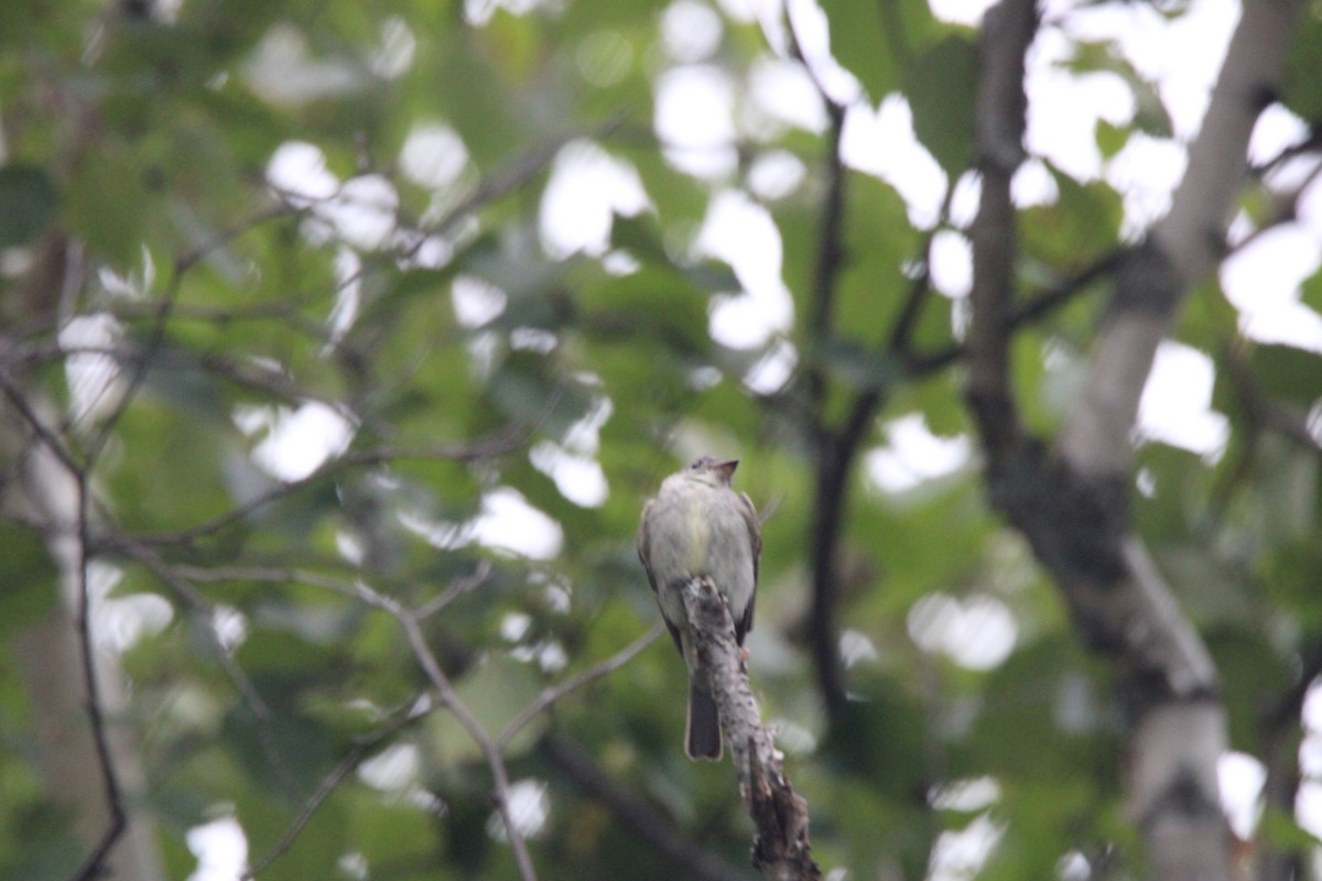 Eastern Wood-Pewee - ML648974503