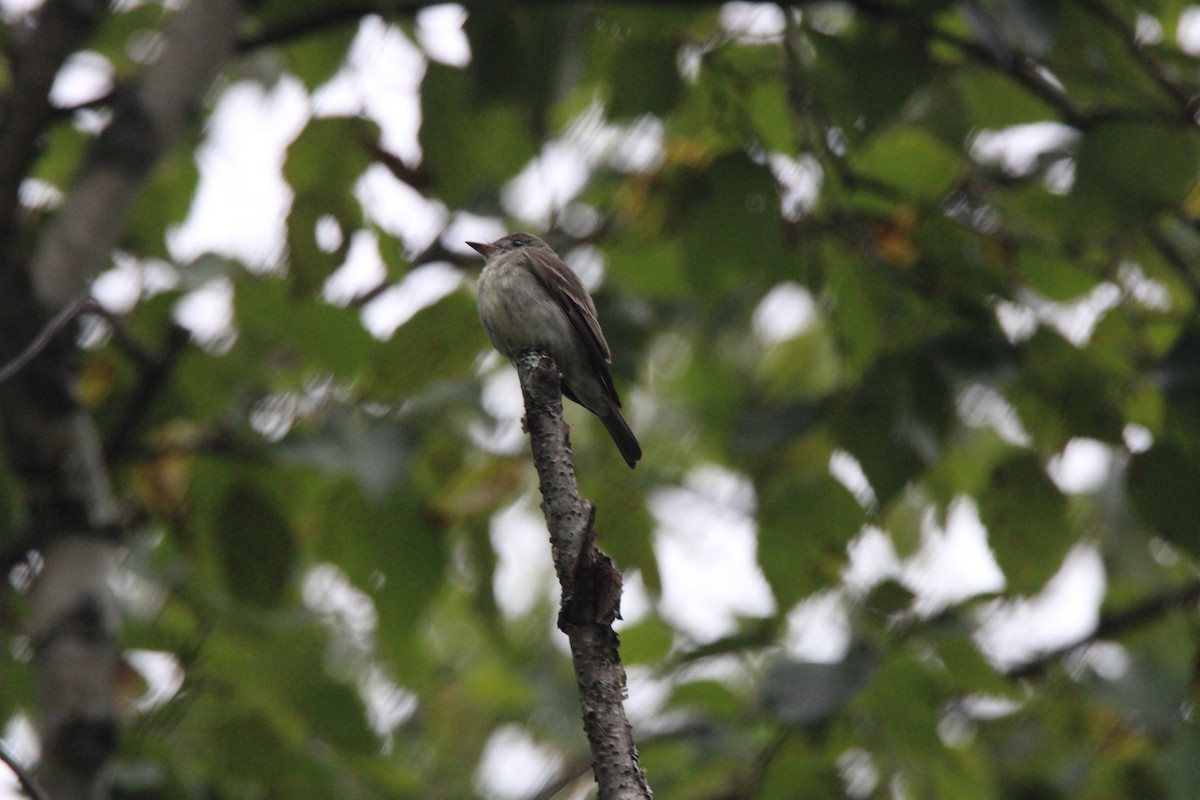 Eastern Wood-Pewee - ML648974504