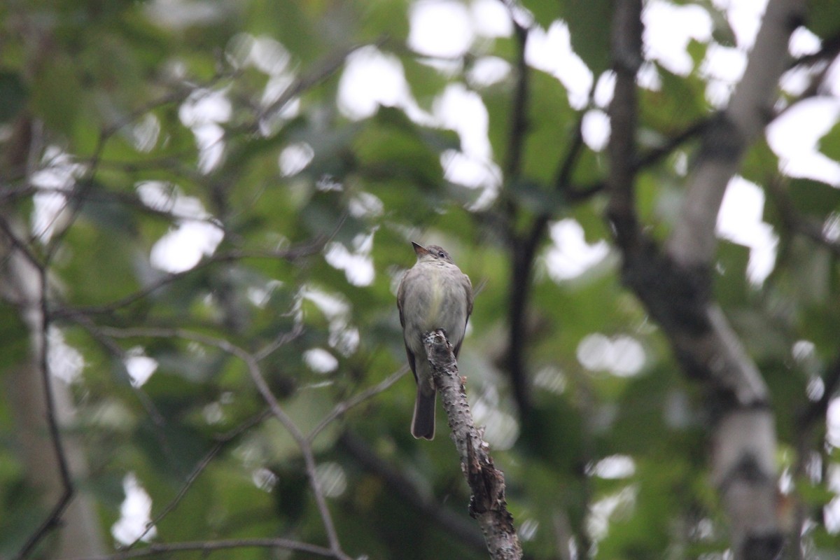 Eastern Wood-Pewee - ML648974505