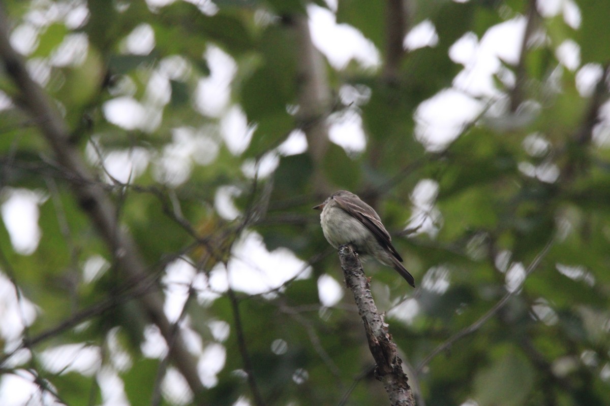 Eastern Wood-Pewee - ML648974507