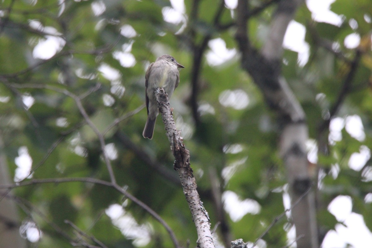 Eastern Wood-Pewee - ML648974509