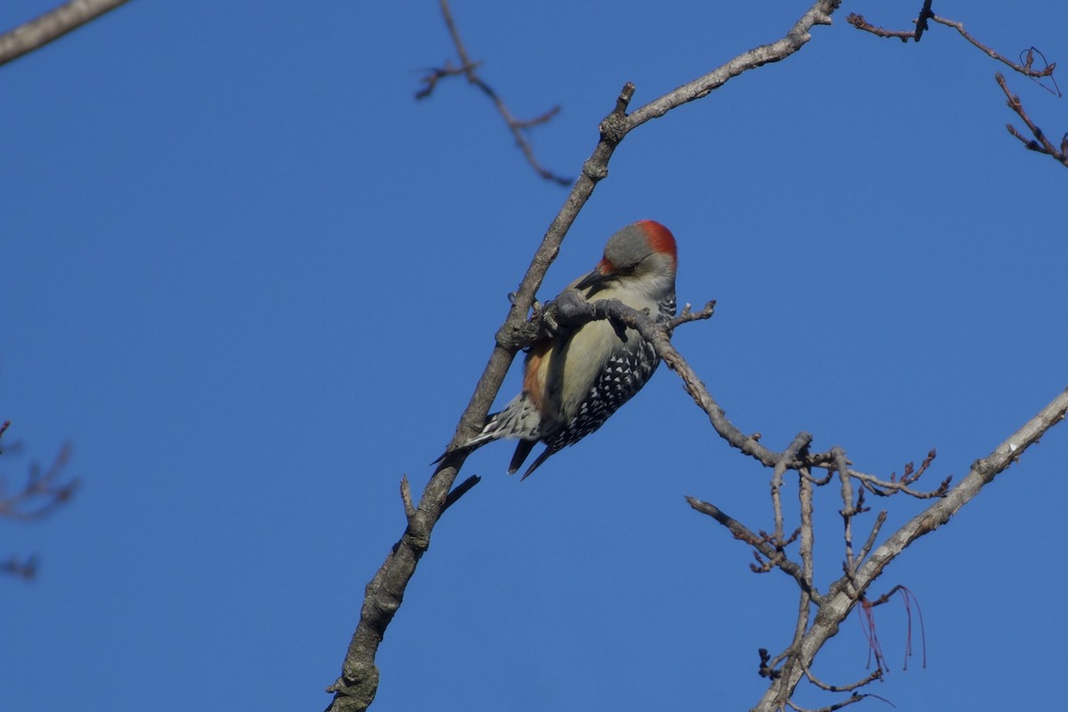 Red-bellied Woodpecker - ML648974637