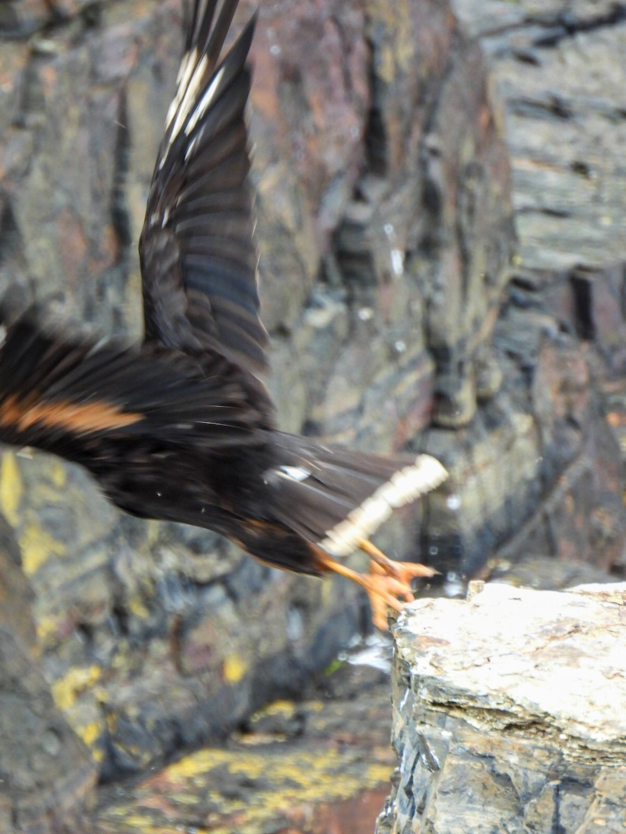 Striated Caracara - ML648974672