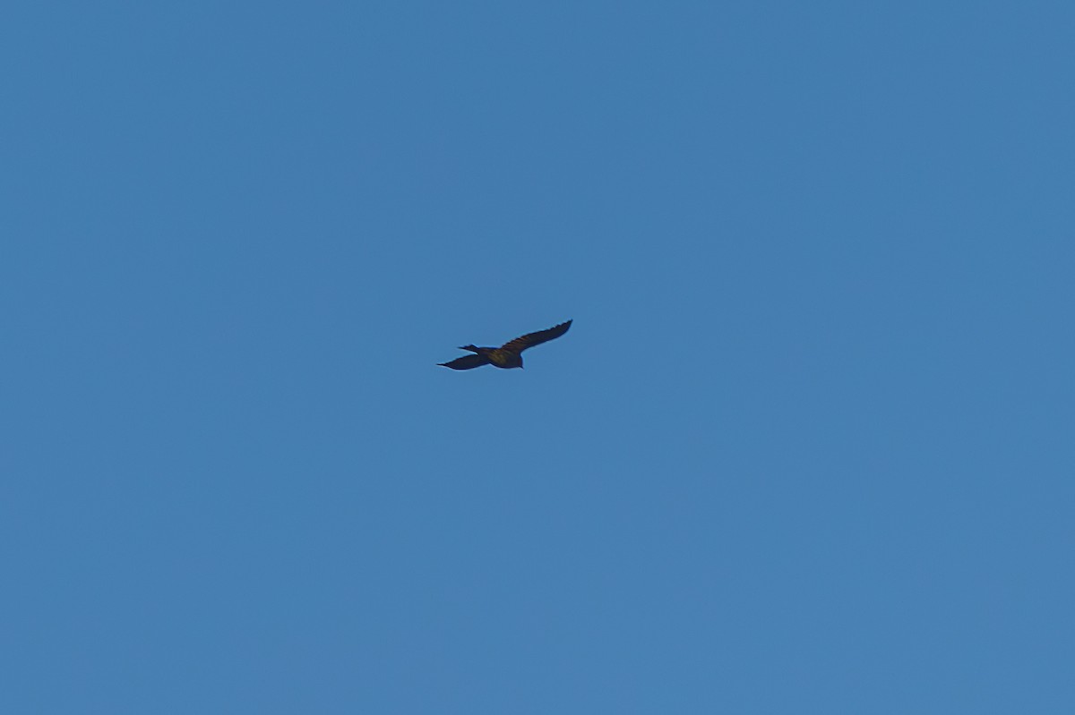 Common Grackle - ML648974743