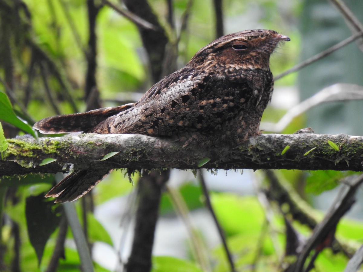 Chuck-will's-widow - ML648974820