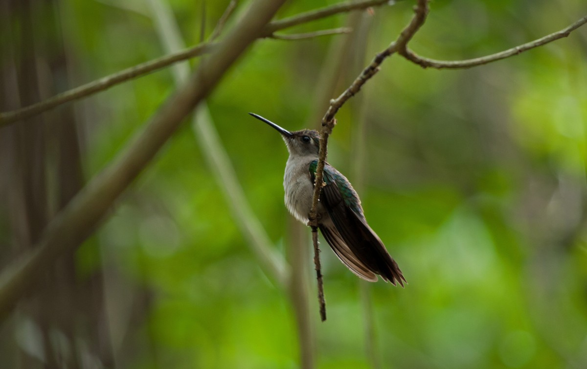 Wedge-tailed Sabrewing - ML648974840
