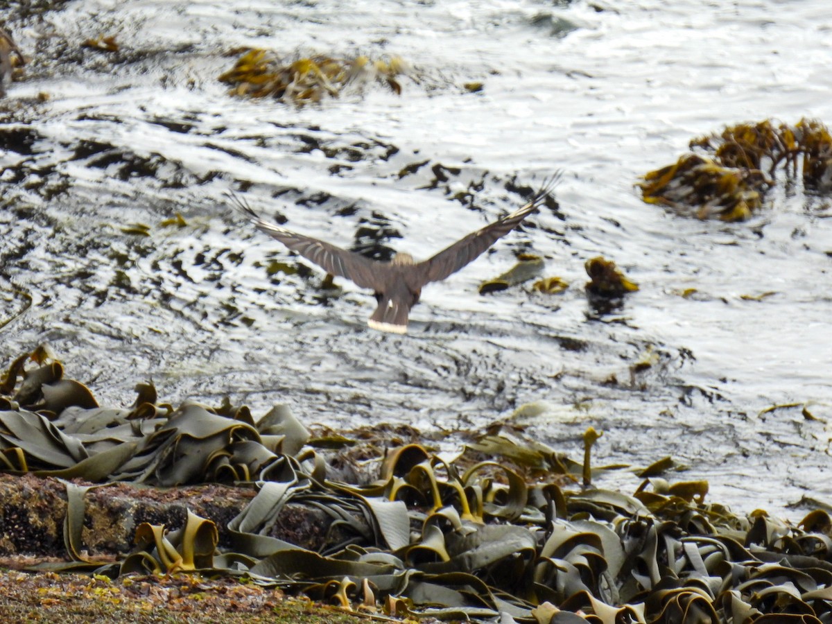 Striated Caracara - ML648974892