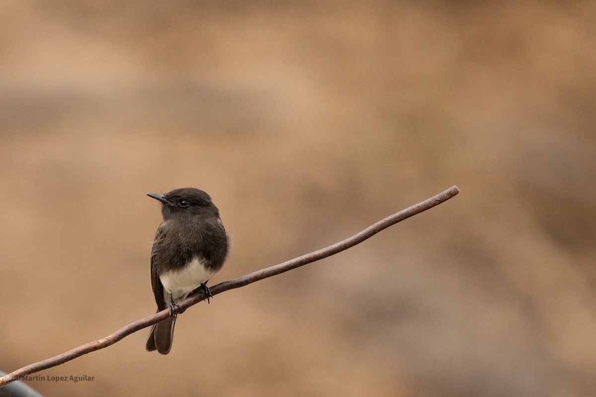 Mosquero Negro - ML648975250
