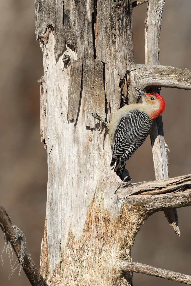 Carpintero de Carolina - ML648975314