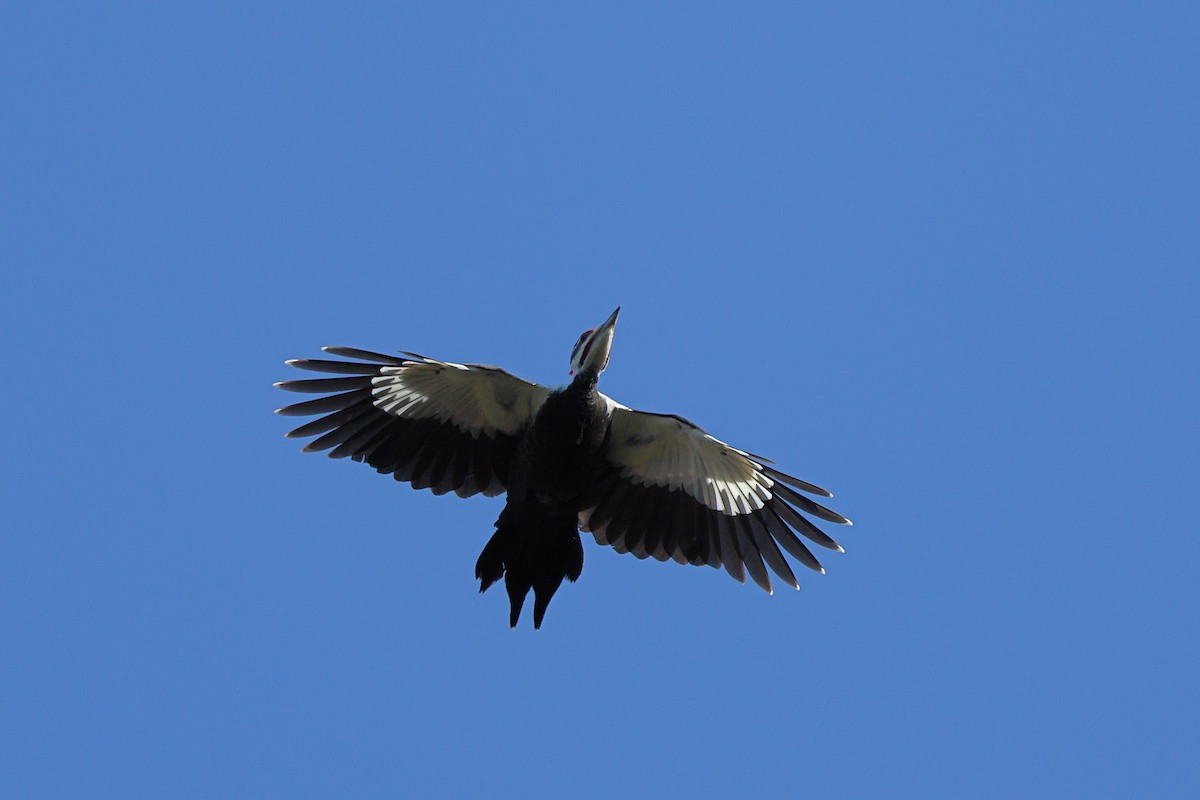 Picamaderos Norteamericano - ML648975320