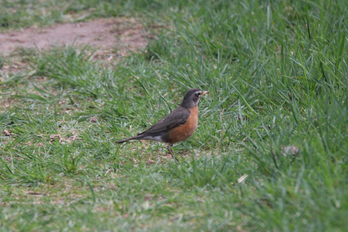 Zorzal Americano - ML648975321