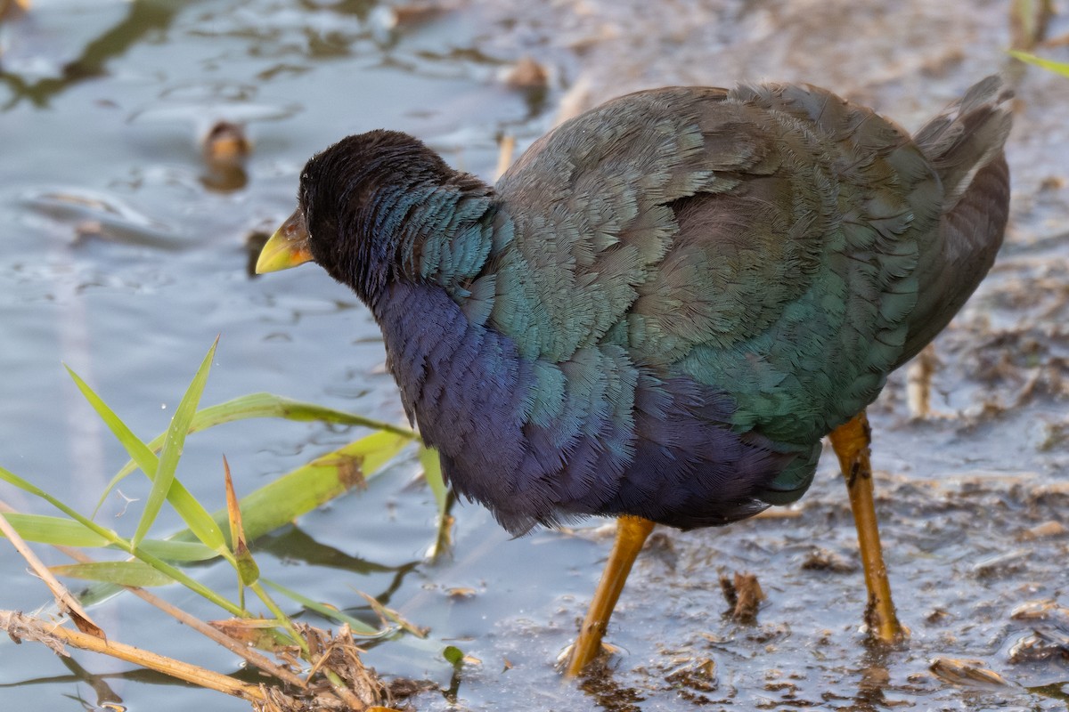 Calamoncillo Americano - ML648975322