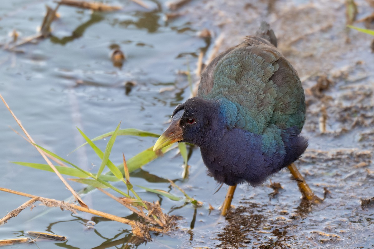Calamoncillo Americano - ML648975323