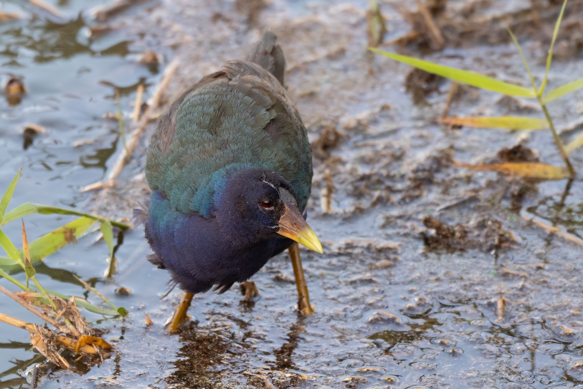 Calamoncillo Americano - ML648975324