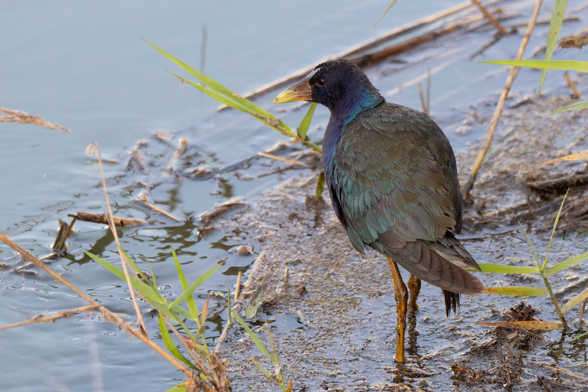 Calamoncillo Americano - ML648975325