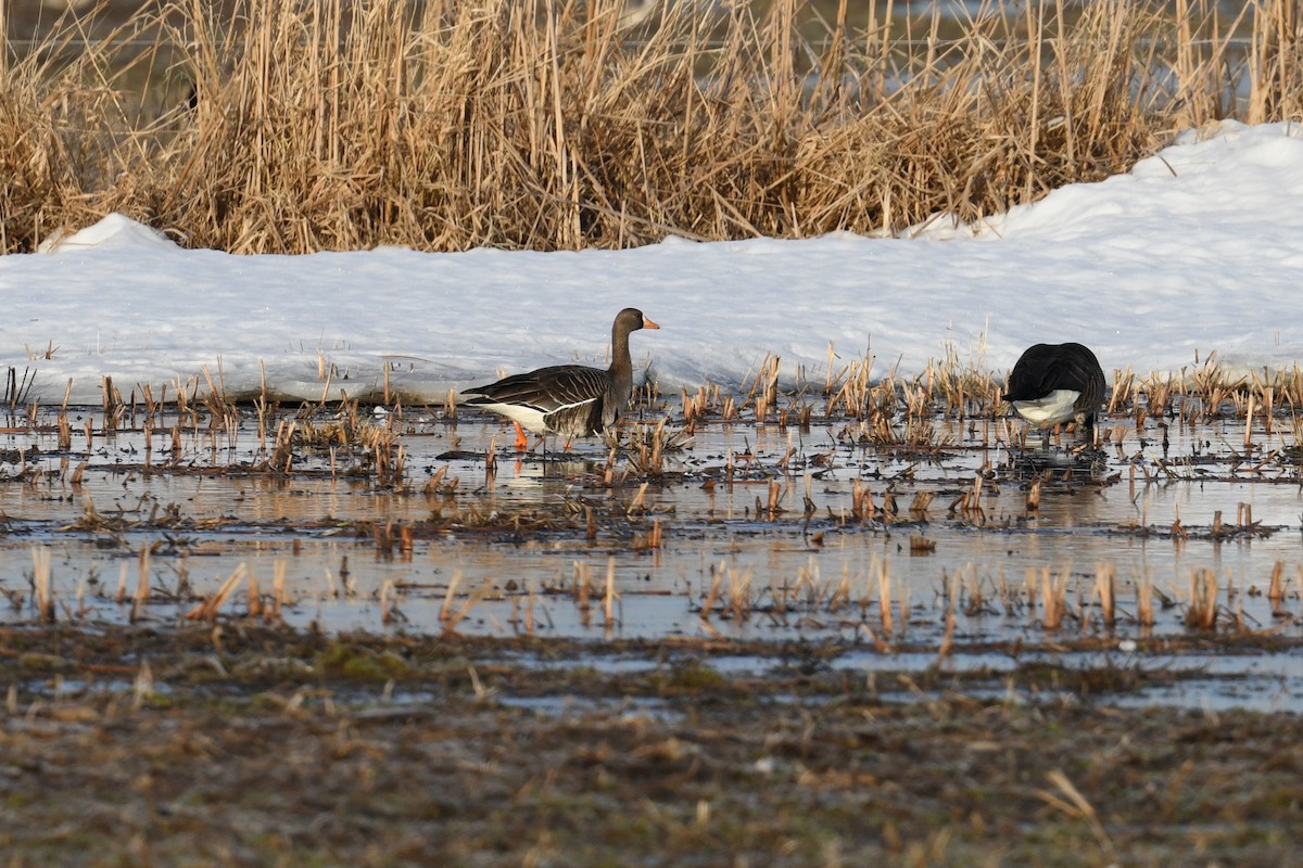Ánsar Careto - ML648975326
