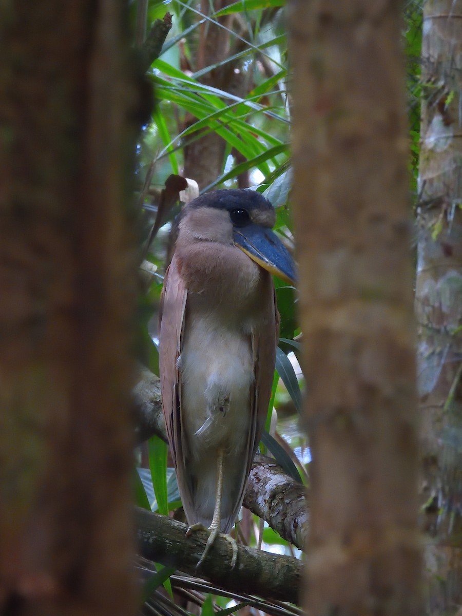 Martinete Cucharón - ML648975327