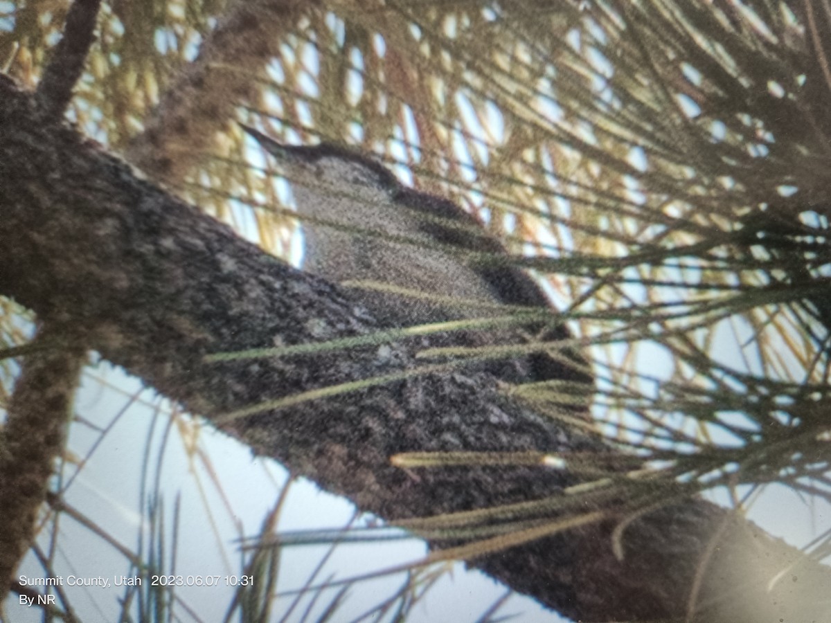 Trepador Enano - ML648975329