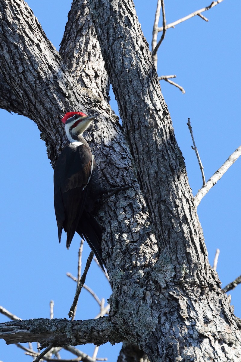 Picamaderos Norteamericano - ML648975330