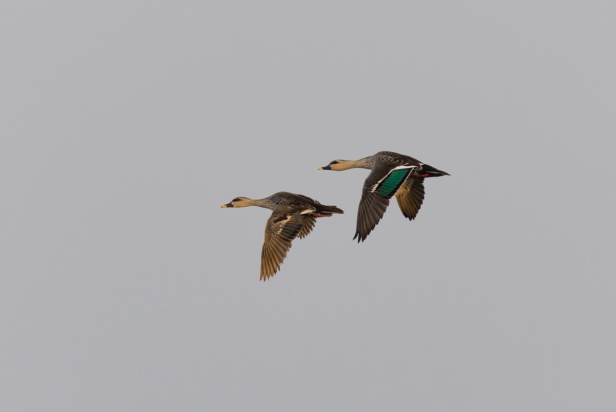 Ánade Picopinto Indio - ML648975331