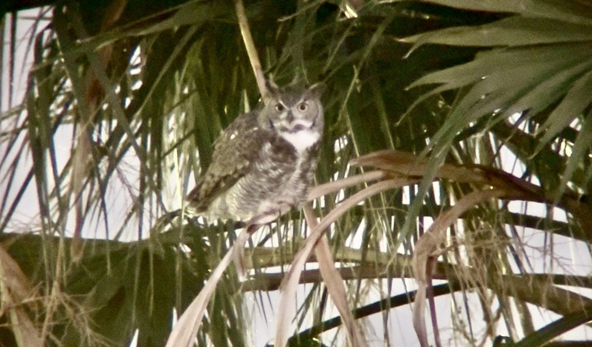 Búho Americano - ML648975332