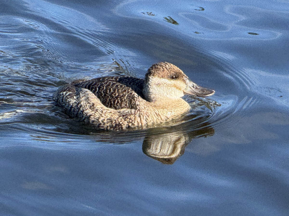 Malvasía Canela - ML648975333