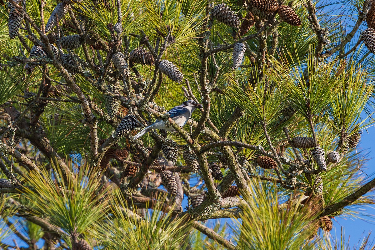 Chara Azul - ML648975334