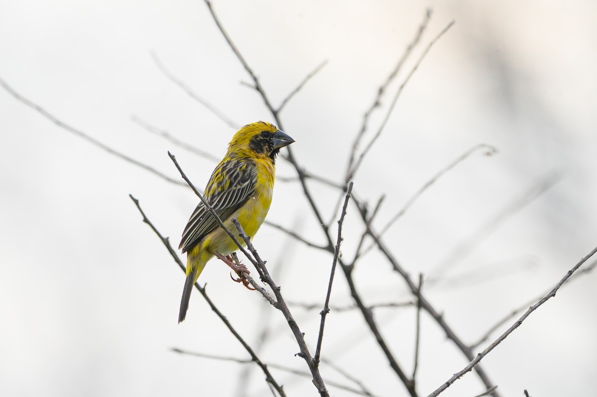 Tejedor Dorado Asiático - ML648975335