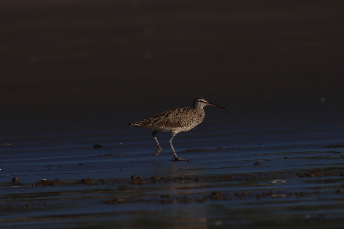 Zarapito Trinador Americano - ML648975336