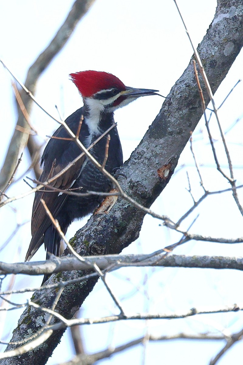 Picamaderos Norteamericano - ML648975337