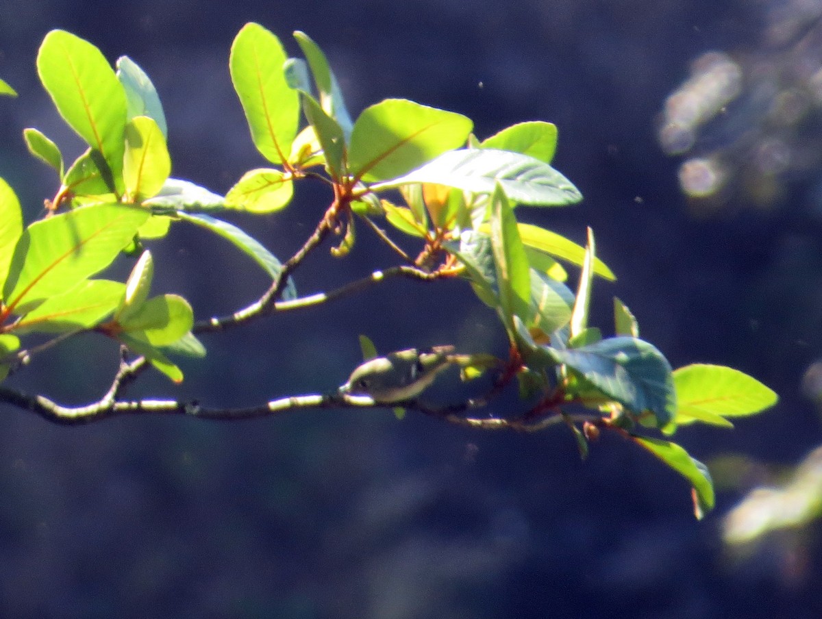 Reyezuelo Rubí - ML648975338