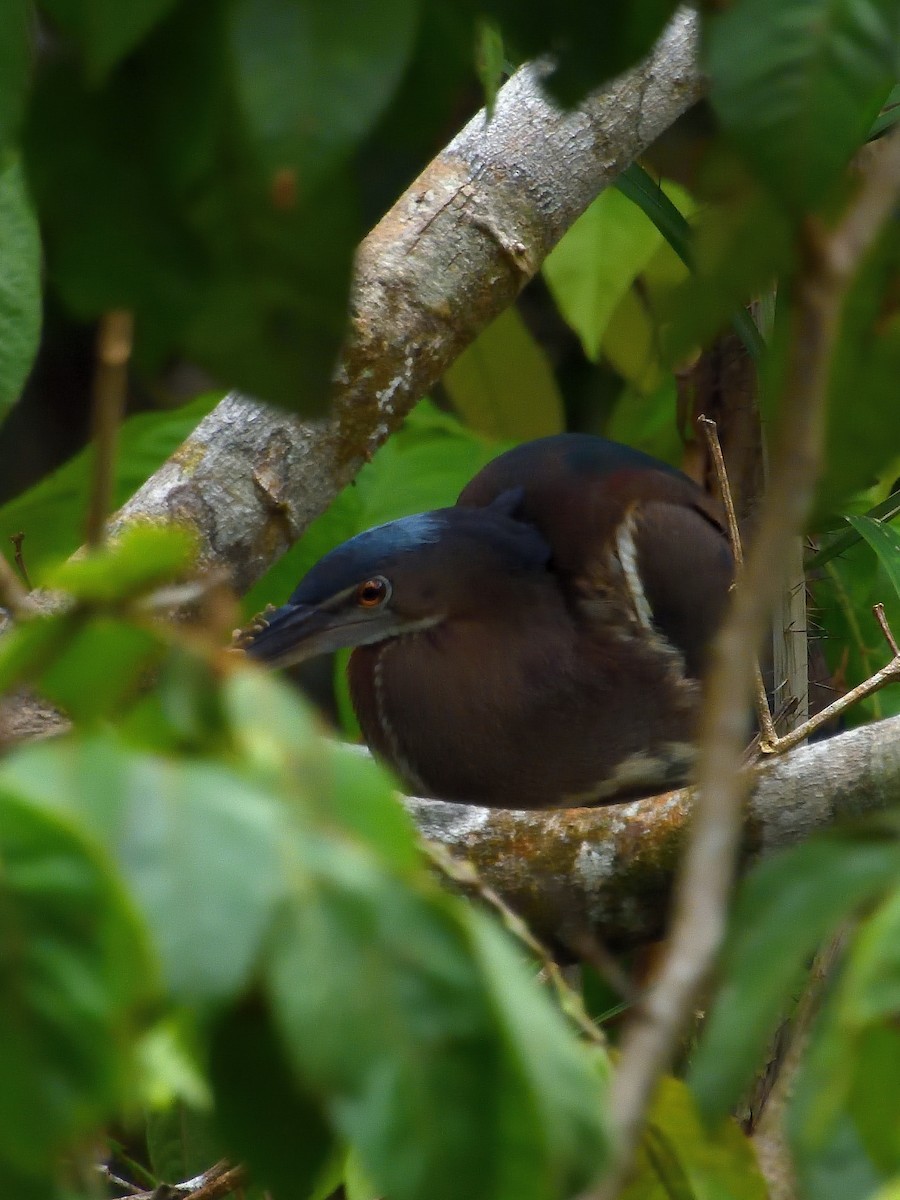 Garza Agamí - ML648975339