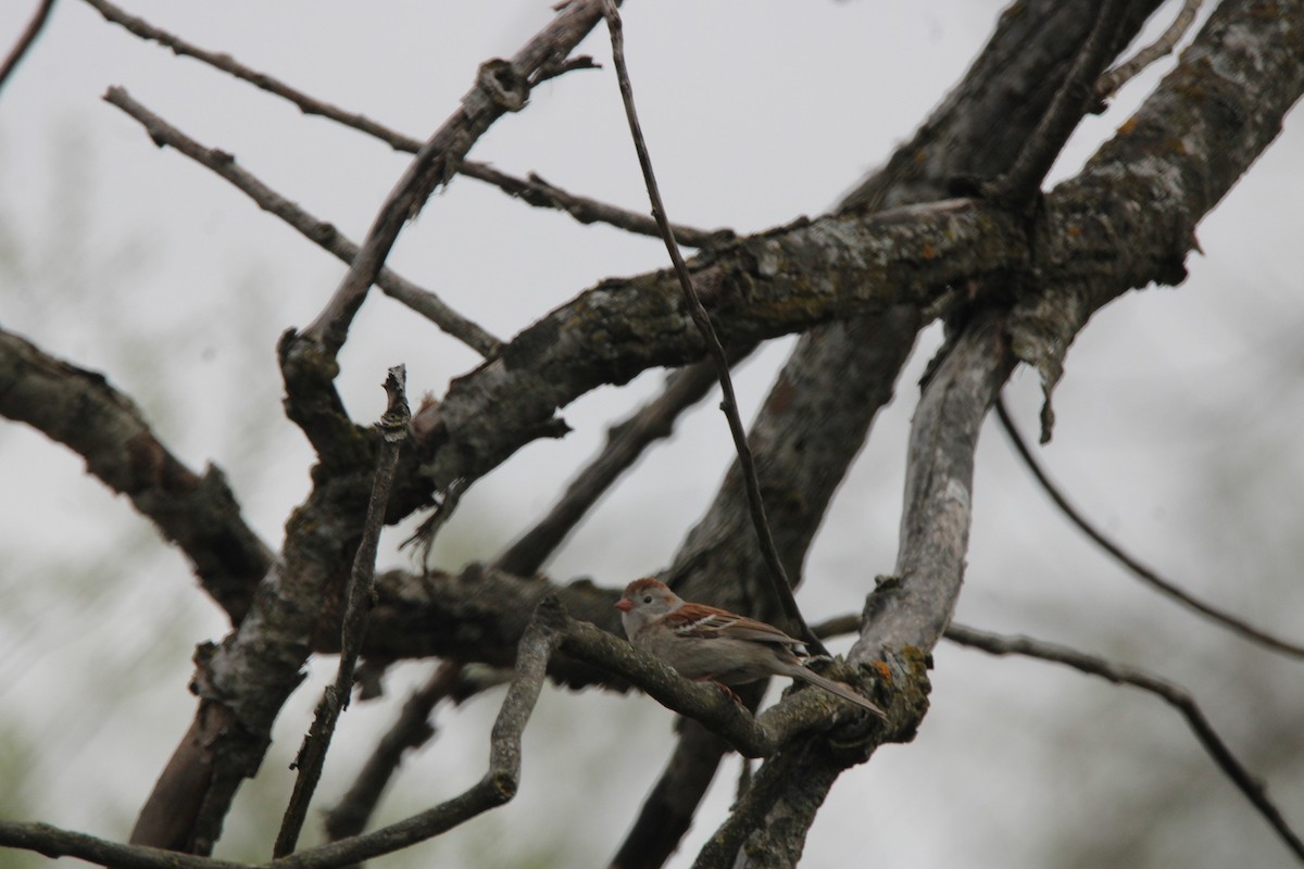 Chingolo Campestre - ML648975342