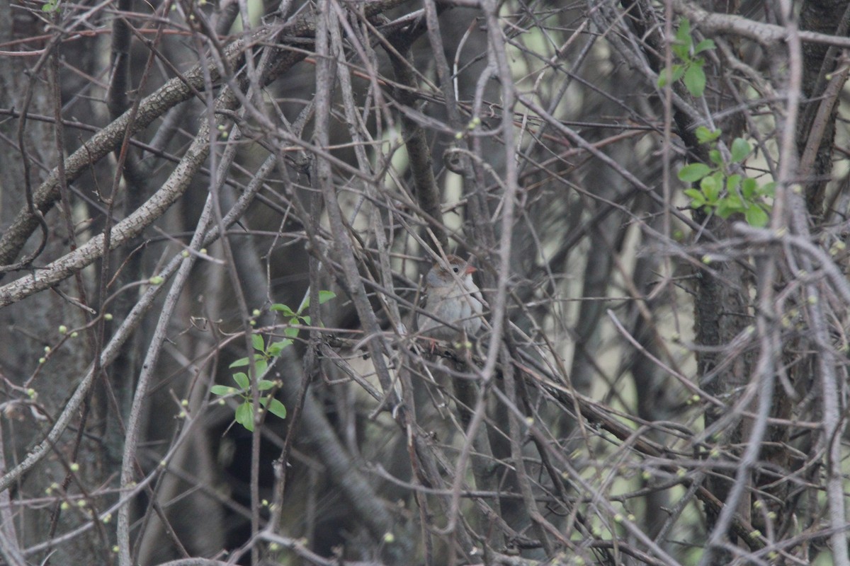 Chingolo Campestre - ML648975343