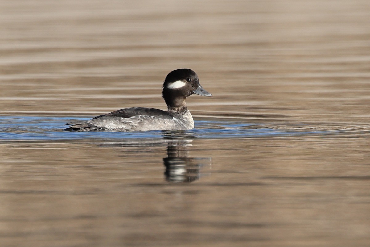 Porrón Albeola - ML648975344