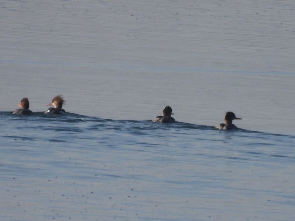 Serreta Mediana - ML648975345