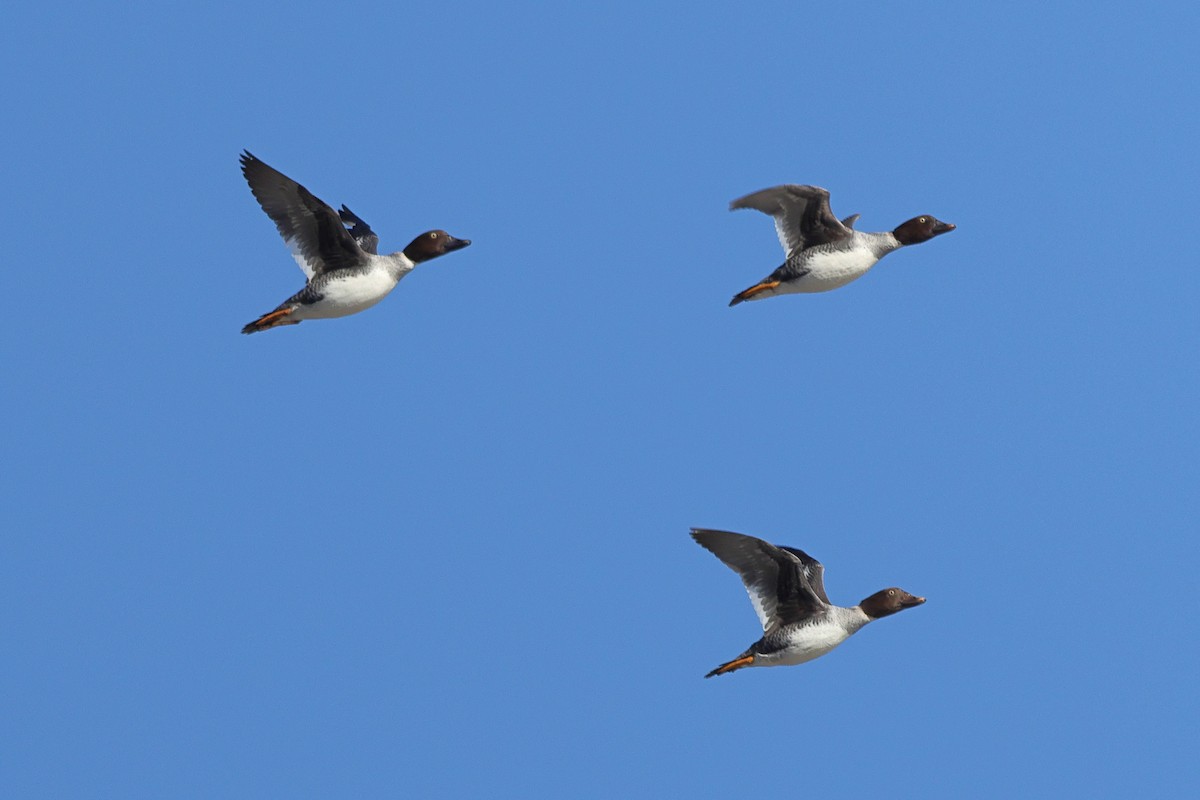 Porrón Osculado - ML648975349