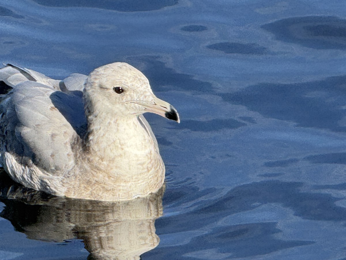 Gaviota de Delaware - ML648975351
