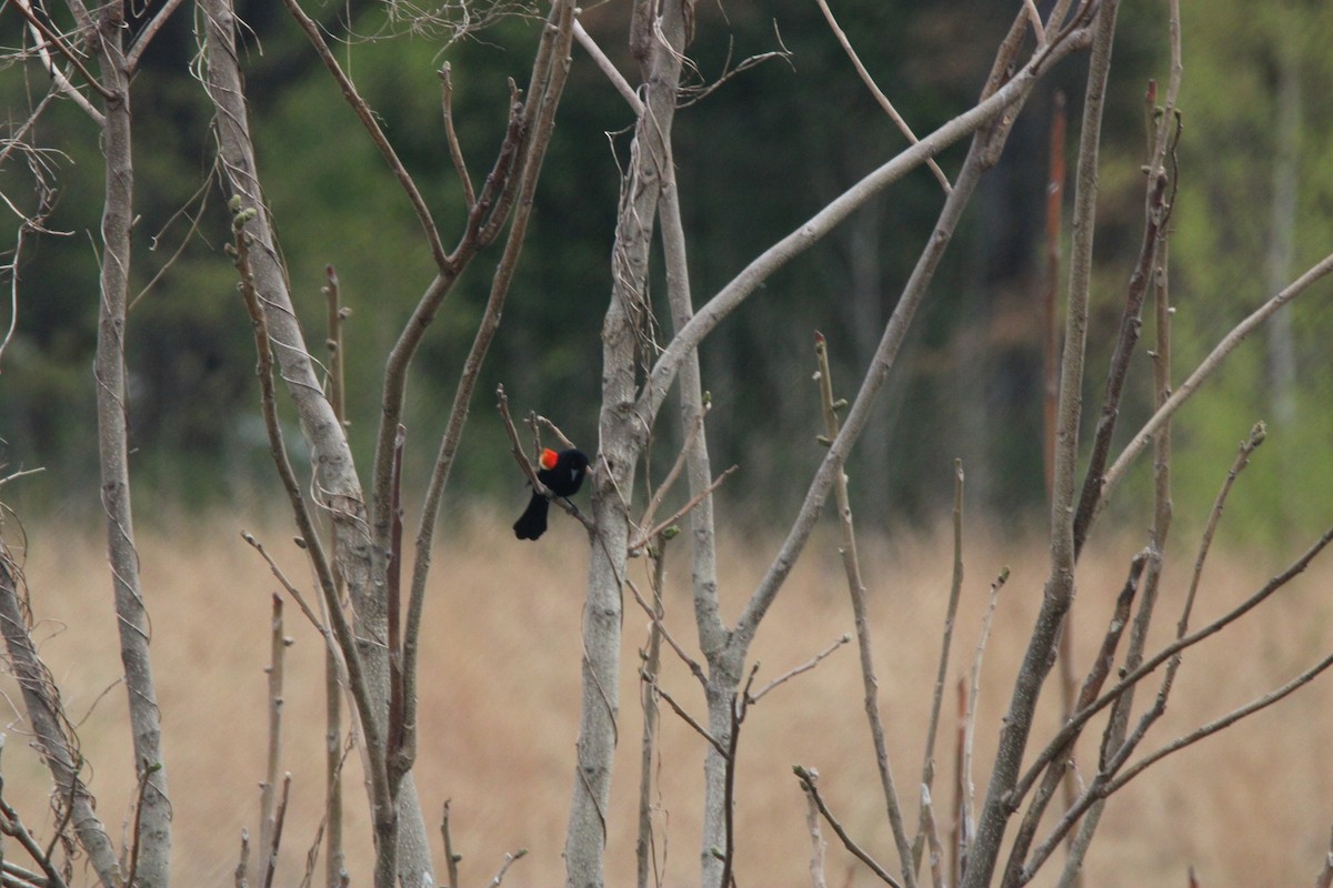 Red-winged Blackbird - ML648975420