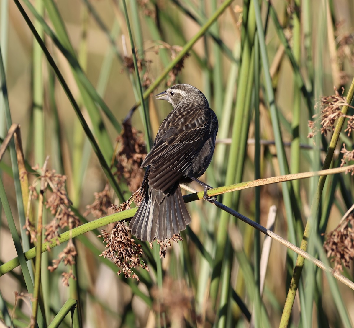 Red-winged Blackbird - ML648975451
