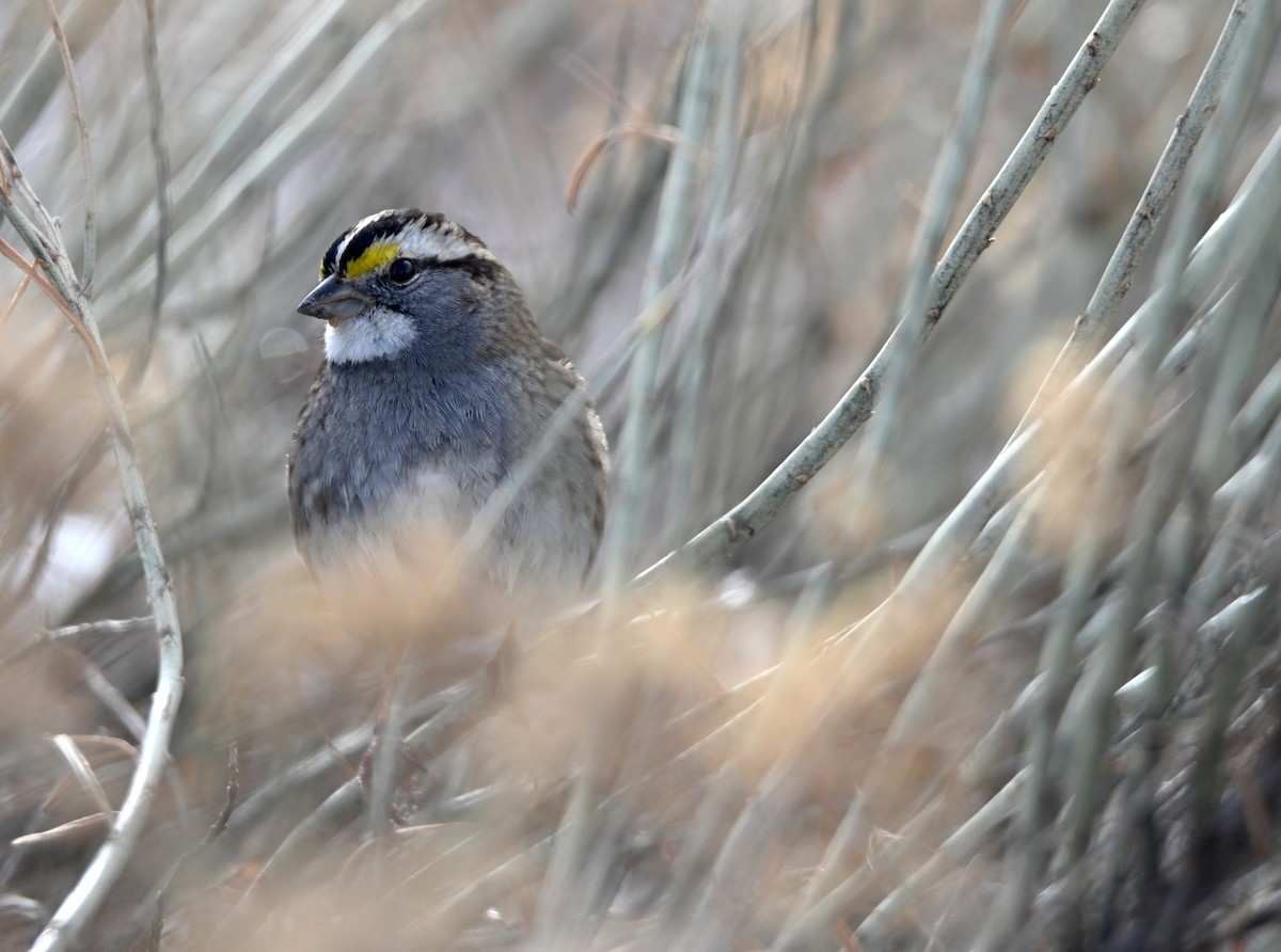 White-throated Sparrow - ML648975491