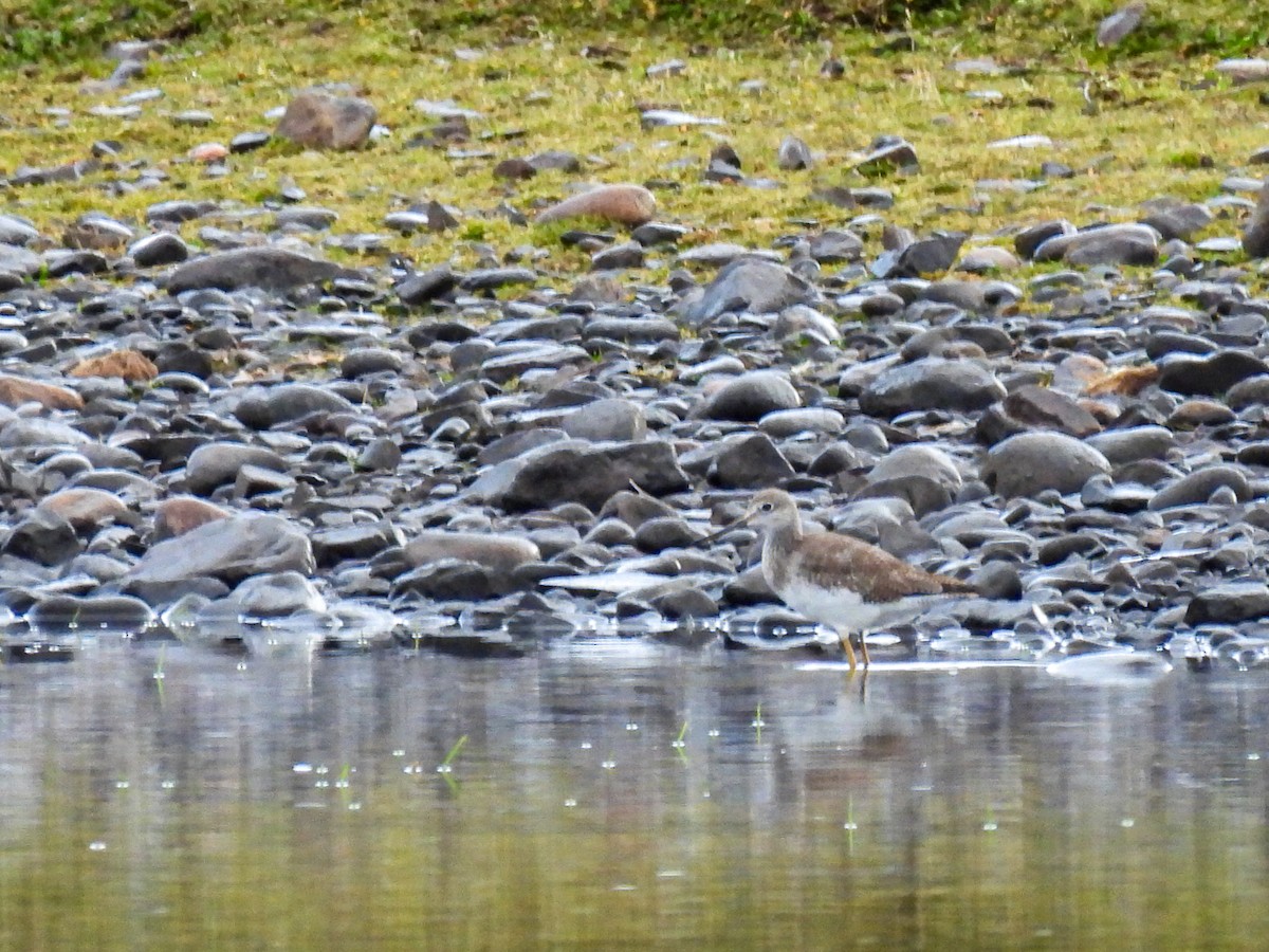 Greater Yellowlegs - ML648975573